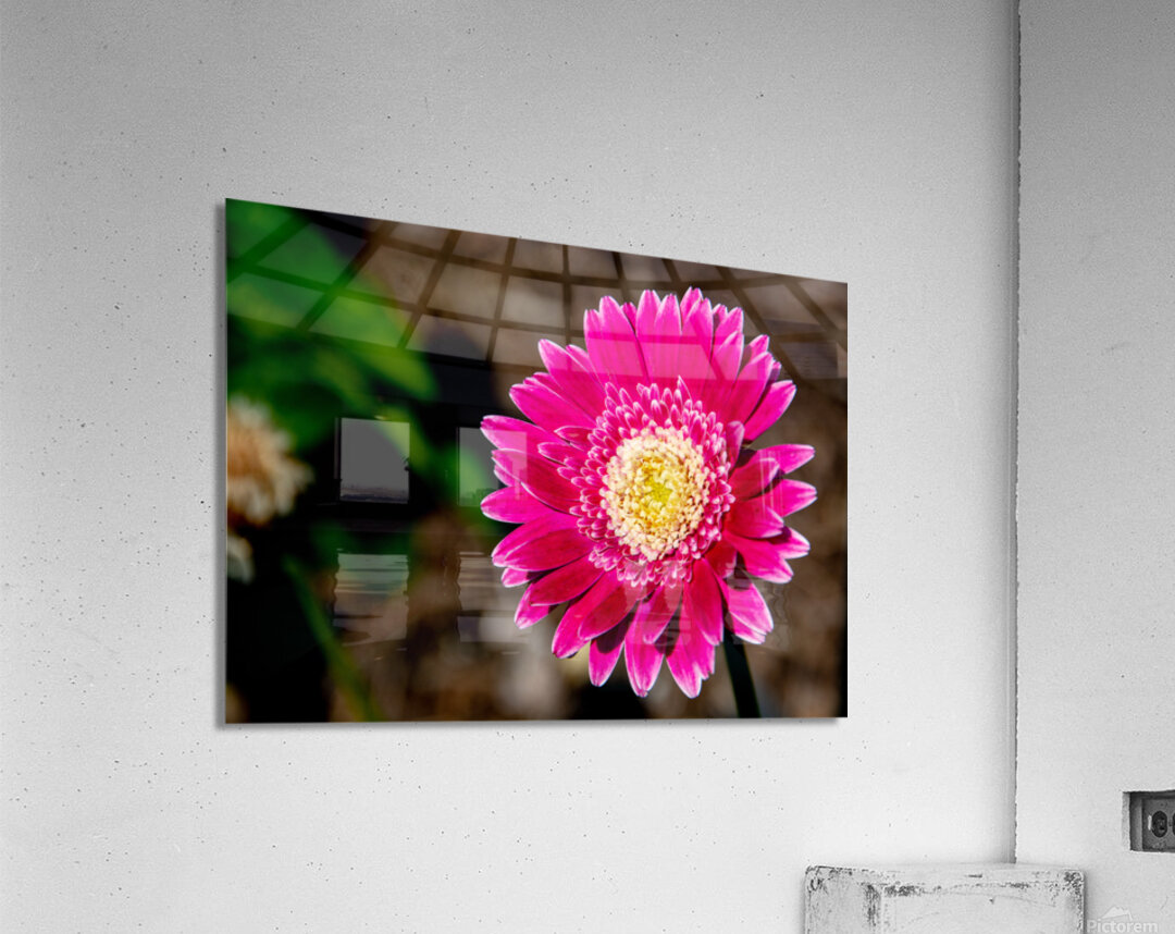 Garvinae Sweet Fiesta Gerber Daisy Acrylic Print