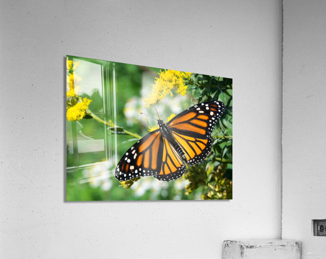 Eastern Monarch Butterfly Acrylic Print
