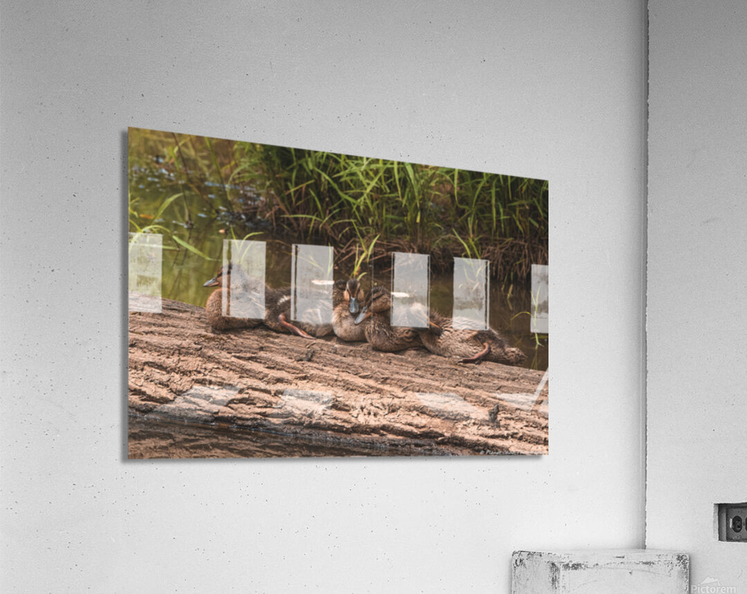 Juvenile Ducks in a Row Acrylic Print