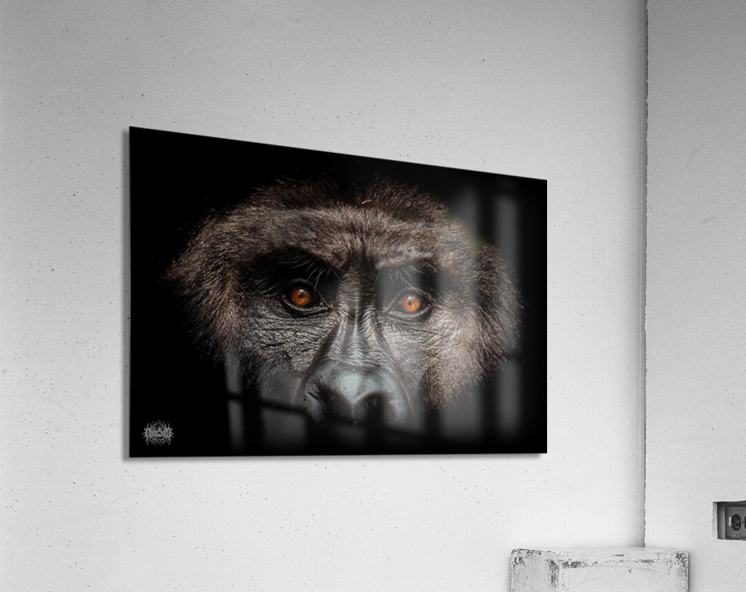 Gaze of Bahati Acrylic Print
