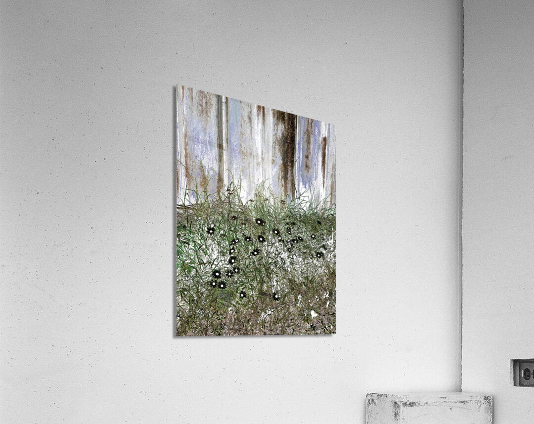 Summer Daises and Grass Acrylic Print