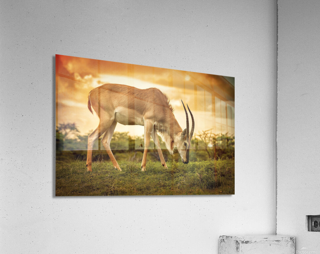 Safari Acrylic Print