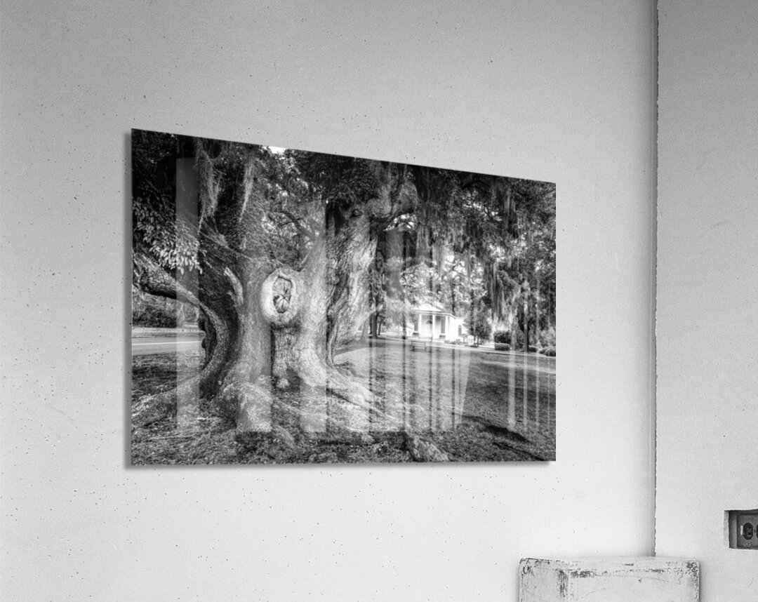 McClellanville Historic Live Oak Tree Acrylic Print