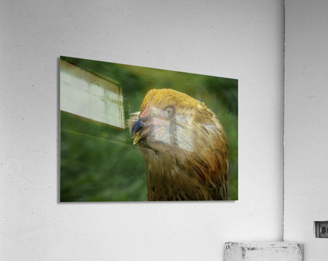 11315 A Real Cobra Chicken Acrylic Print