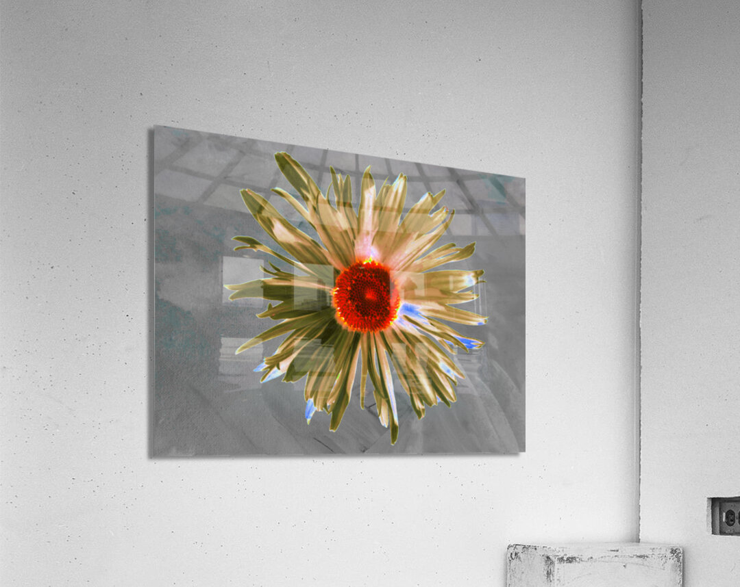 Abstract Vibrant Daisy Flower on a Grey Abstract Background Acrylic Print