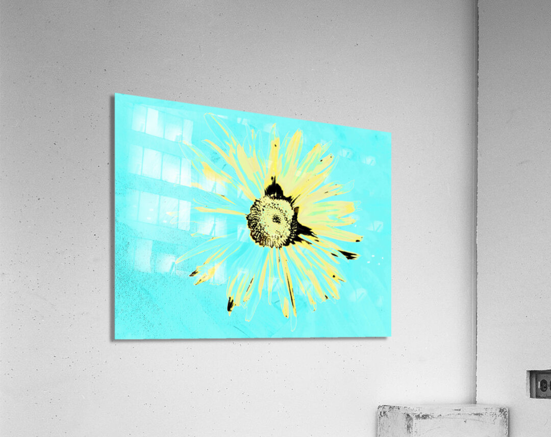 Abstract Solitary Daisy Flower on a Coloured Abstract Background Acrylic Print