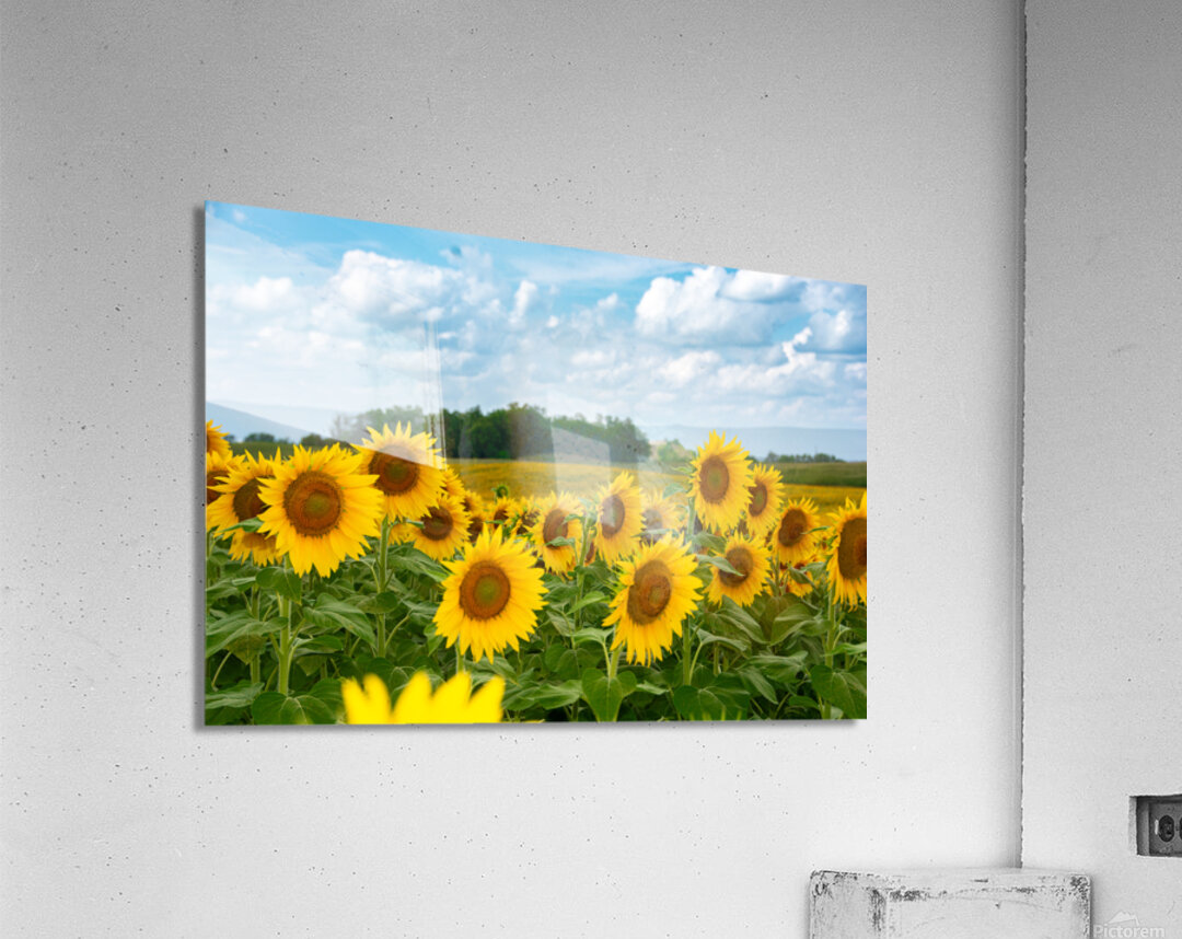 Amazing Sunflowers Acrylic Print
