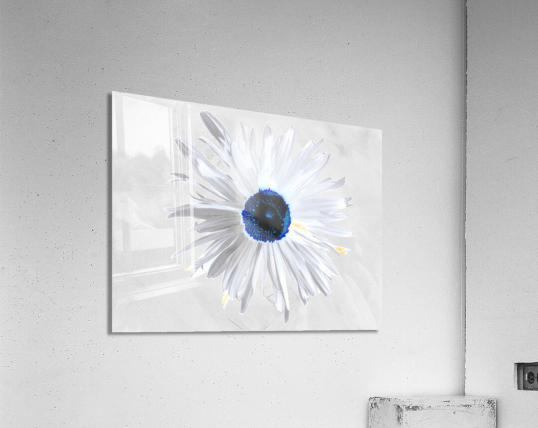 Abstract Minimalist Daisy Flower Acrylic Print