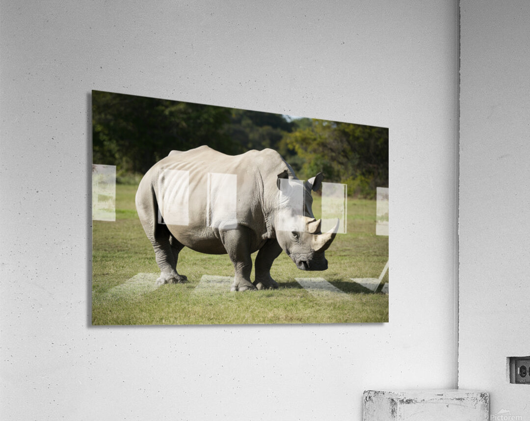 large rhino in the park 2 Acrylic Print