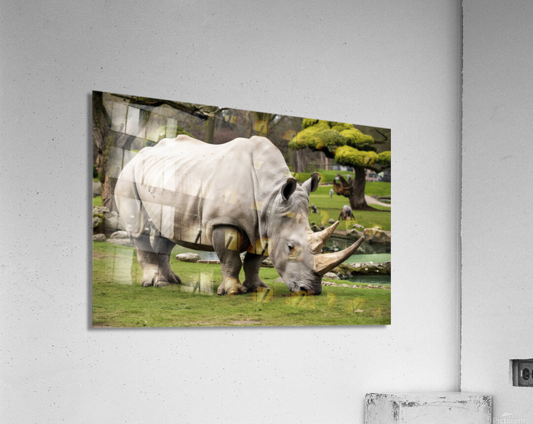 large rhino in the park 3 Acrylic Print