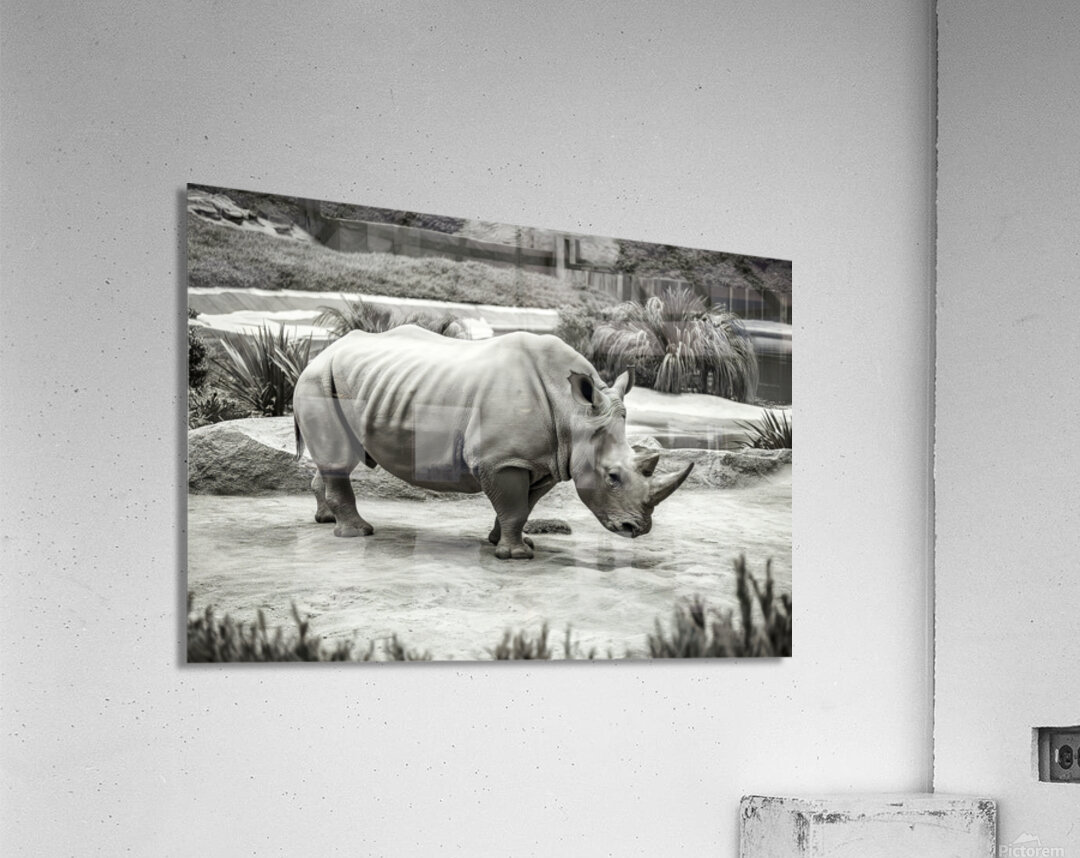 A rhinoceros in what appears to be a zoo or wildl Acrylic Print