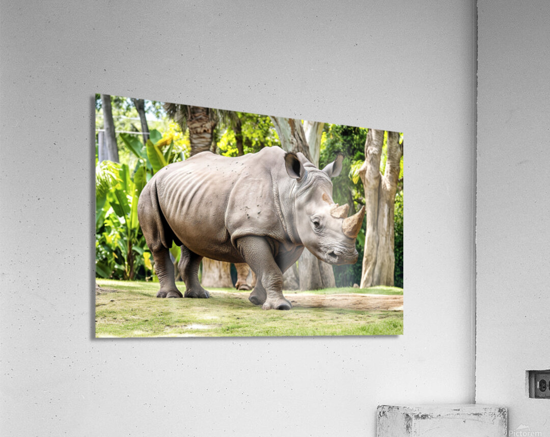 A rhinoceros in what appears to be a zoo or wildl 1722839494.4431 Acrylic Print
