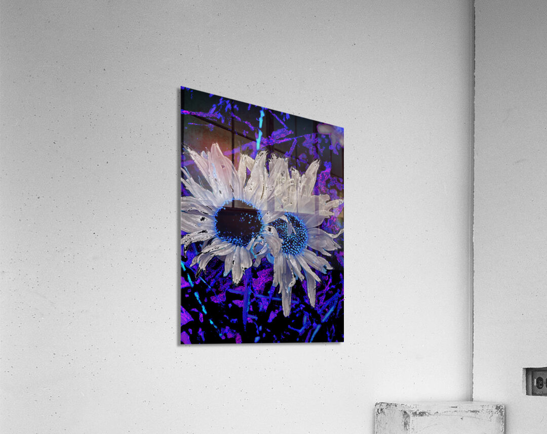 Abstract Daises Duo on an Abstract Background  Acrylic Print
