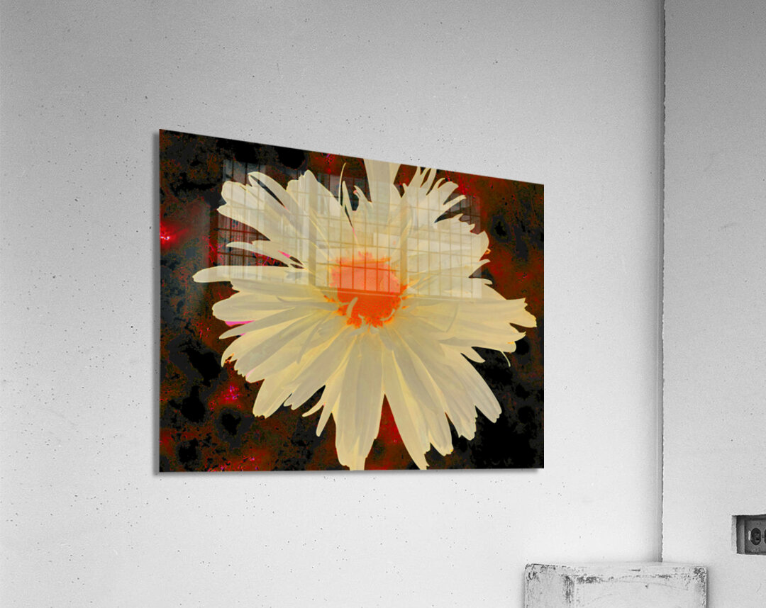 Abstract Orange Daisy with Abstract Background Acrylic Print
