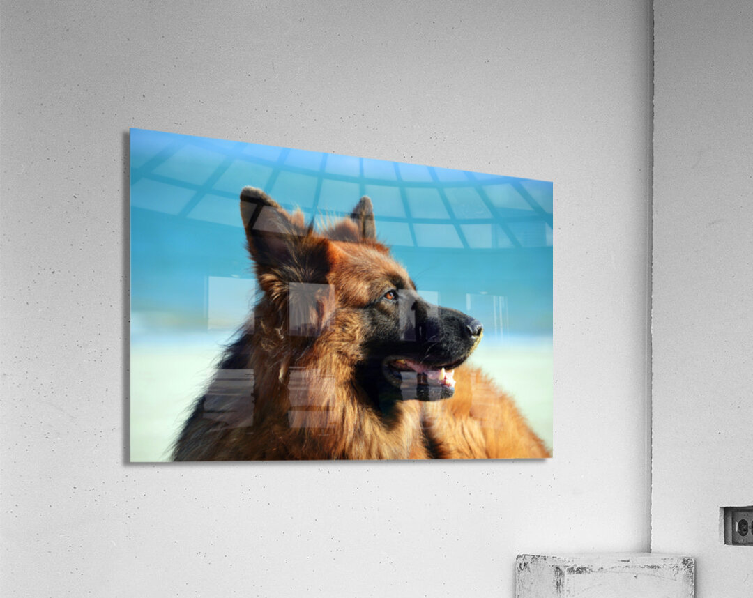 German Shepherd Dog Acrylic Print