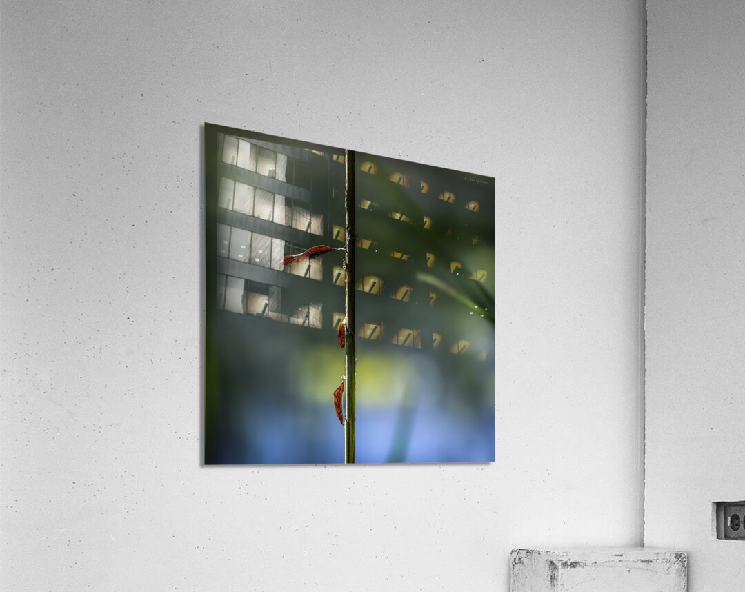 11524 Ignotus 4 Acrylic Print