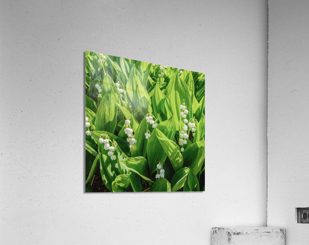 Lilly of the Valley  Acrylic Print