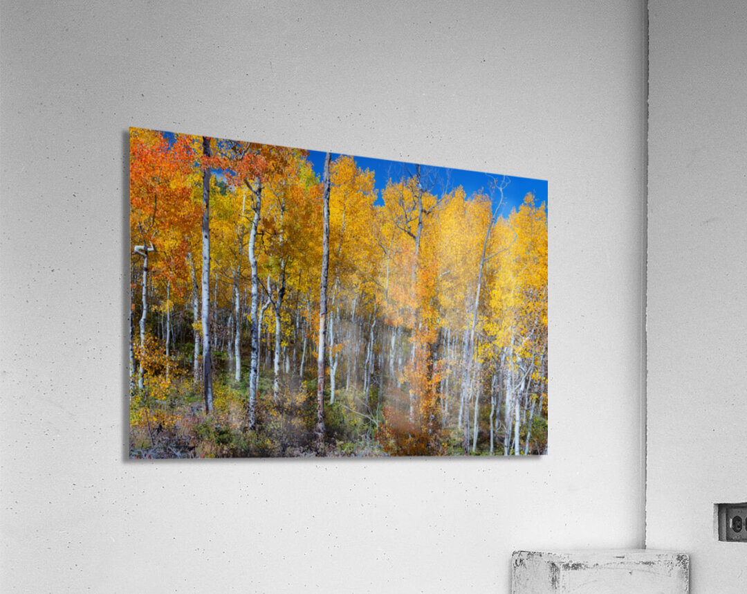 Mix It Up Acrylic Print