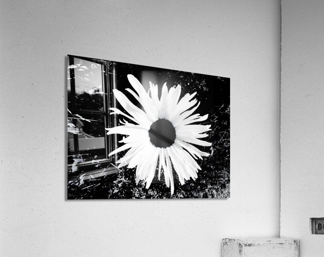 Abstract Black and White Daisy Acrylic Print