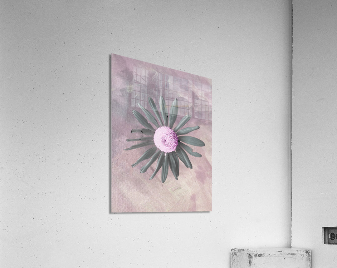 Abstract Pink and Grey Daisy Acrylic Print
