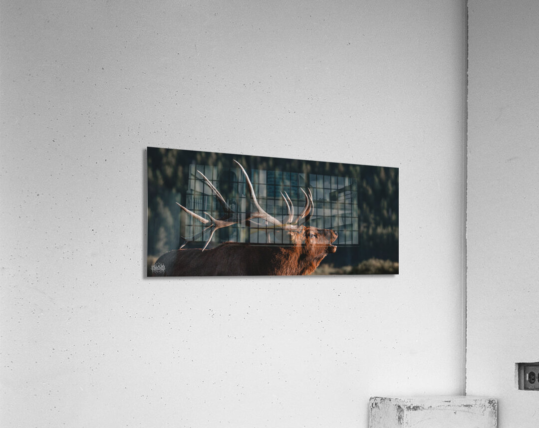 The Rutting of the Elks Acrylic Print