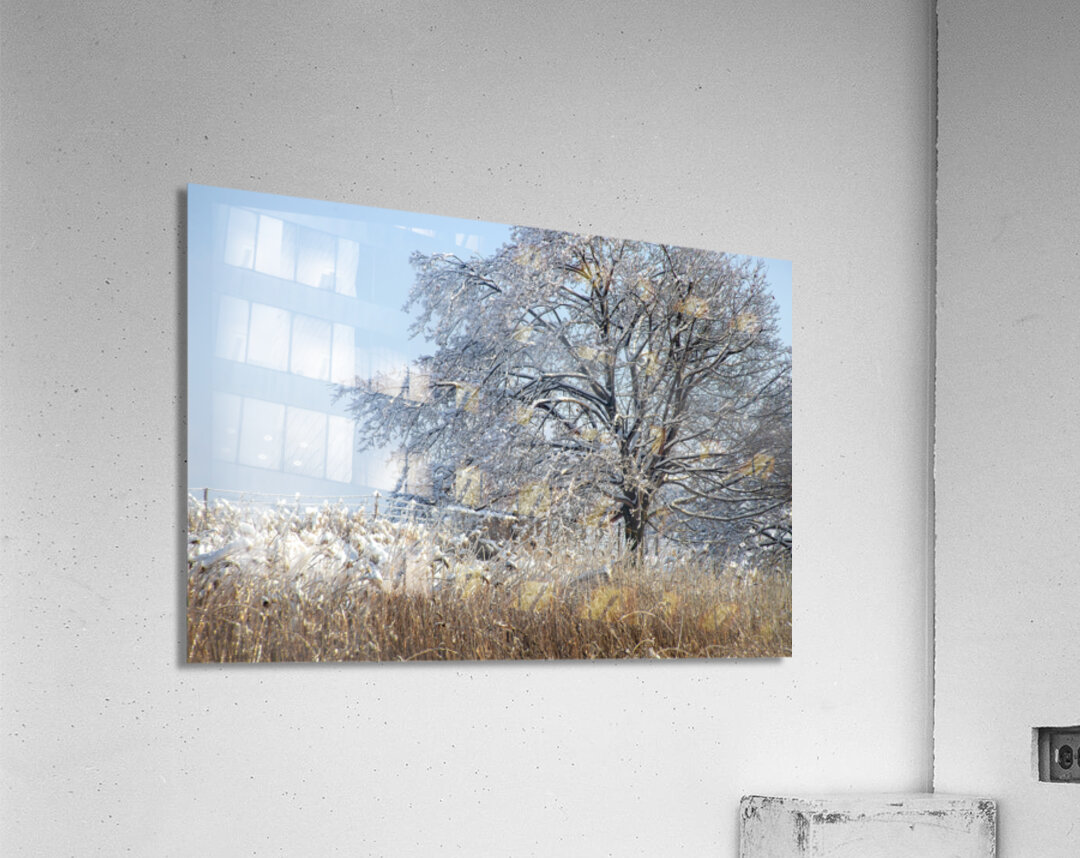 The 2013 Ice Storm in Toronto Acrylic Print