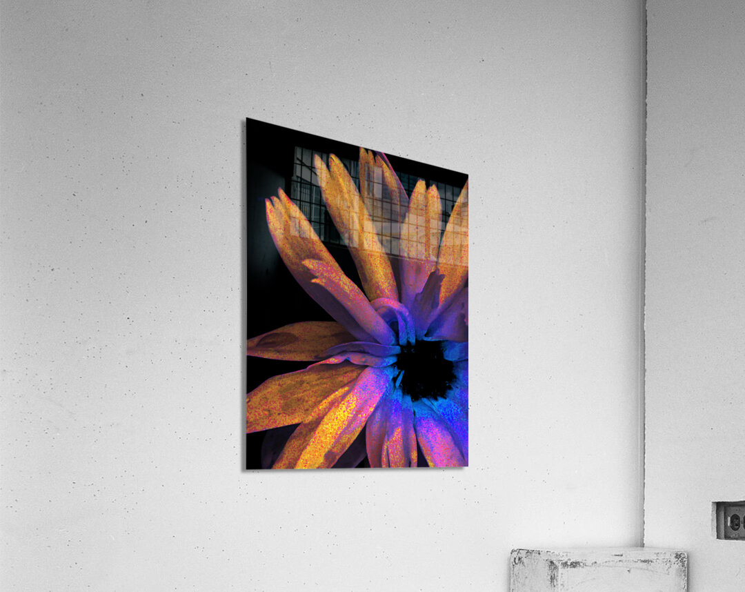 Abstract Daisy in Yellow Blue and Pink Acrylic Print