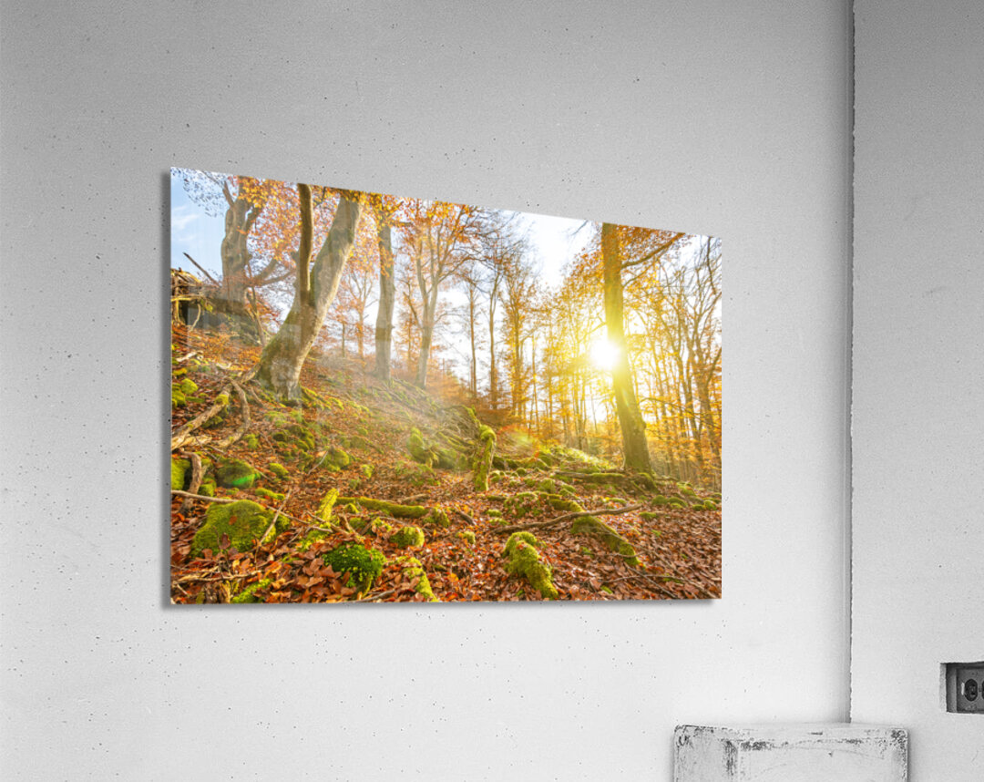 Sun rays in the autumnal forest Acrylic Print