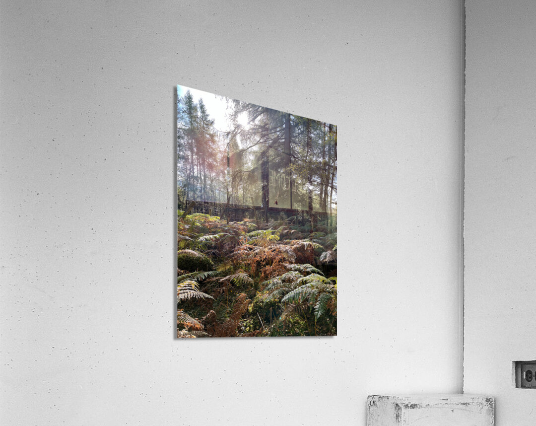 Autumnal Sunlight to the Forest Floor Acrylic Print