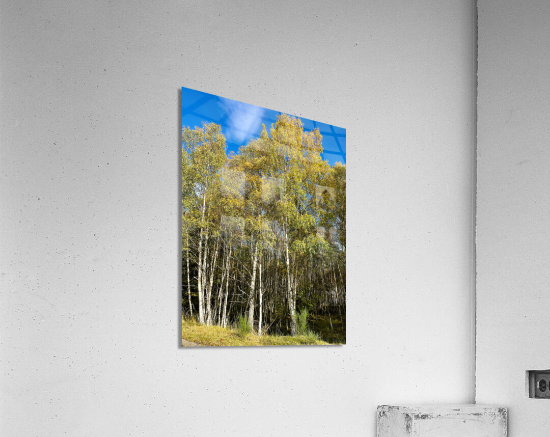 Golden Autumnal Birch Trees in the Scottish Highlands Acrylic Print