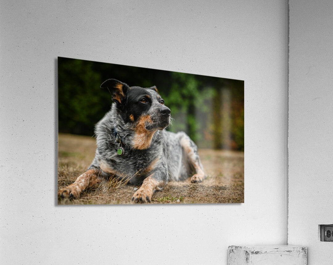 Z72 3543 Acrylic Print