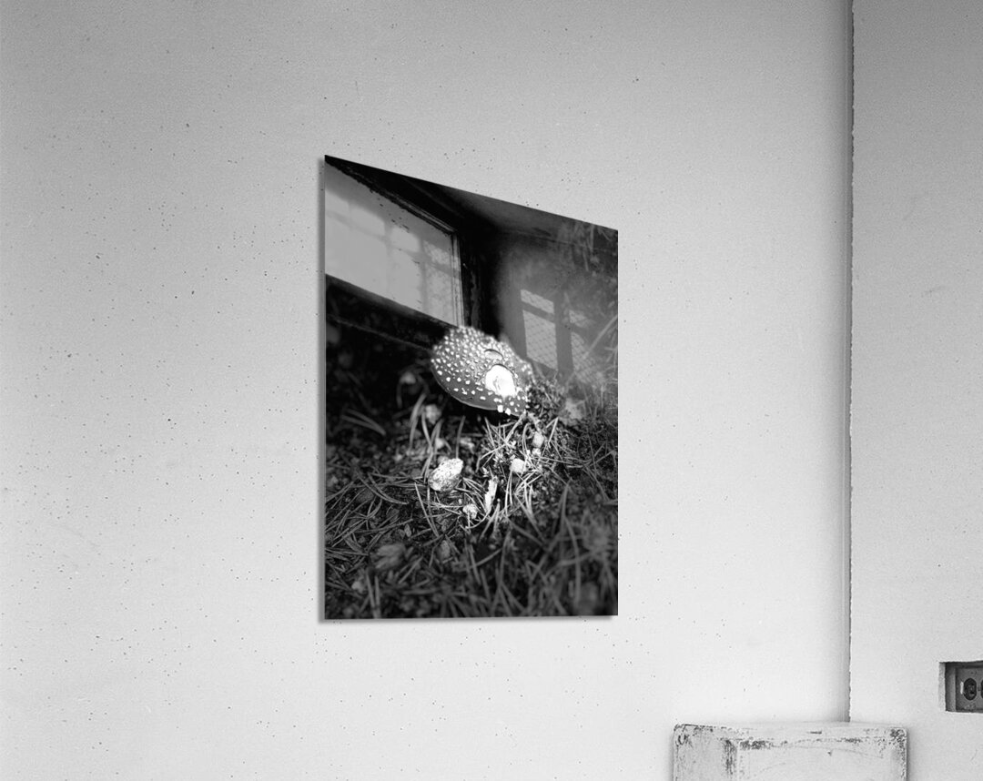 Scenes from the Trail- Fly Agaric in Black and White Acrylic Print