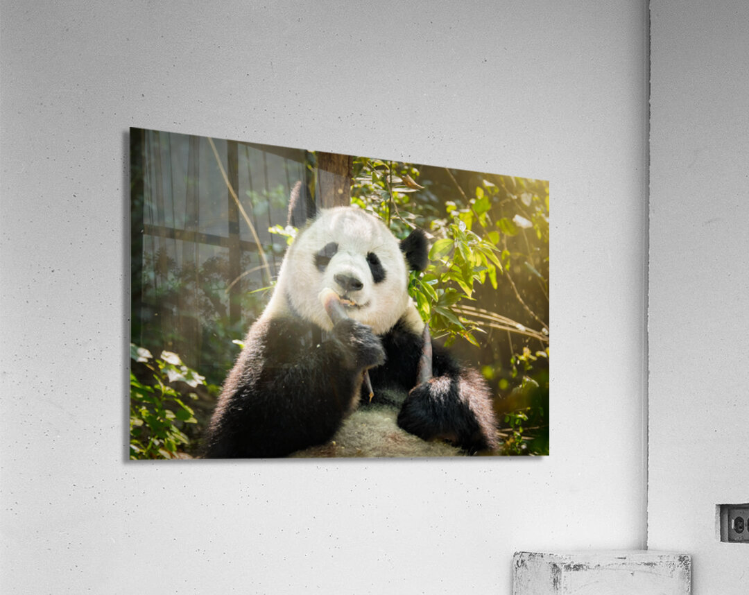 Giant panda bear in China Acrylic Print
