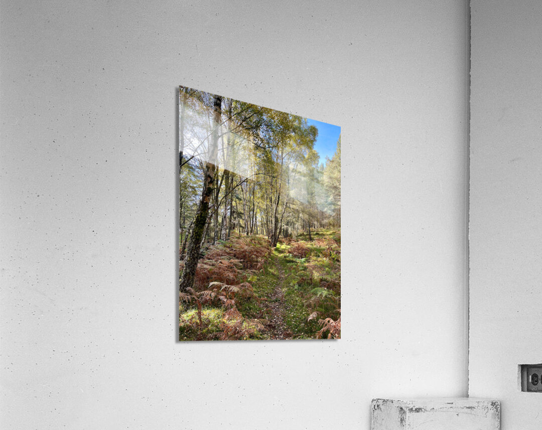Scottish Highlands Birch Forest Autumnal View Acrylic Print