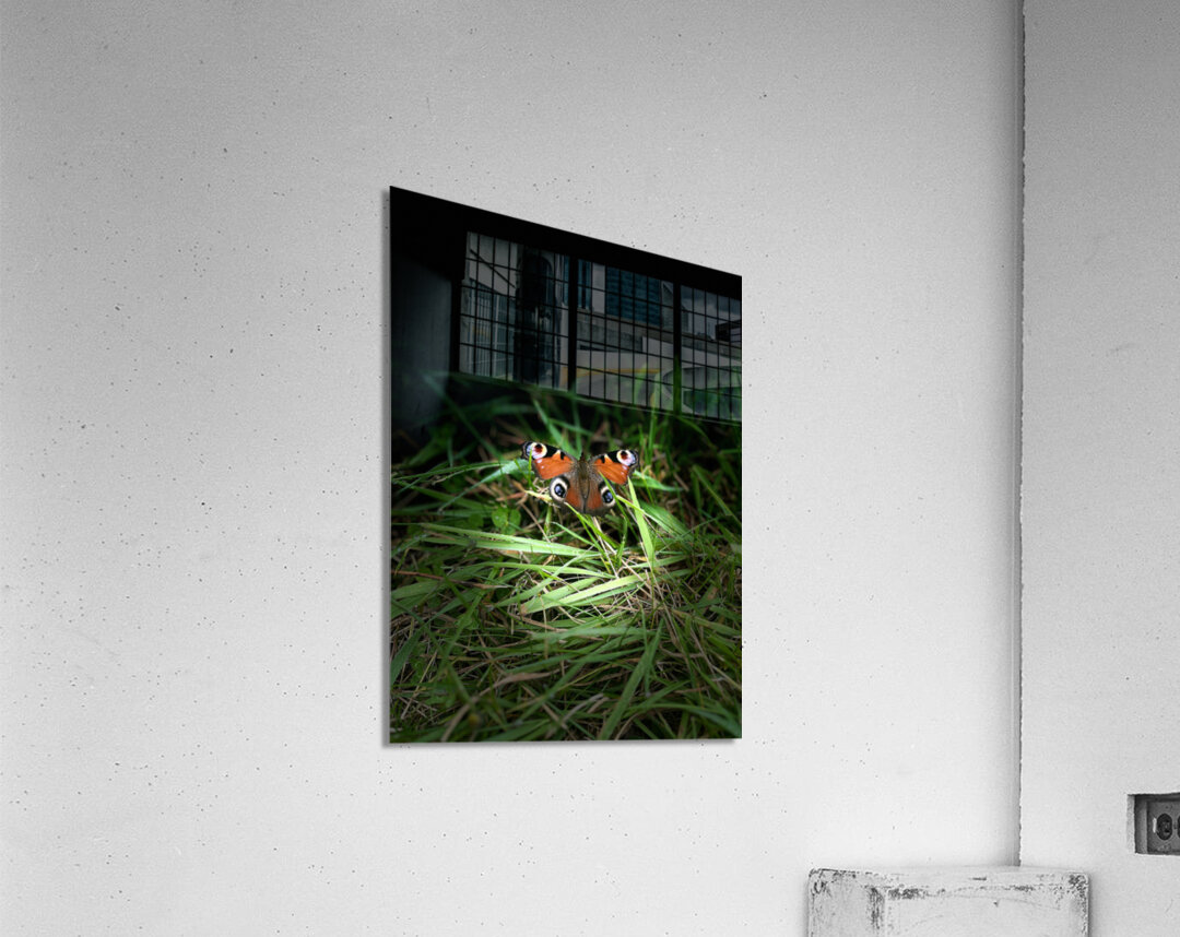 Scenes from the Trail- Butterfly Acrylic Print