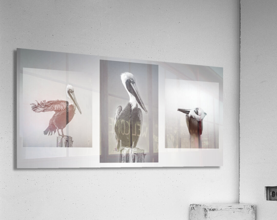 Three Pelicans Triptych in Black and White Acrylic Print