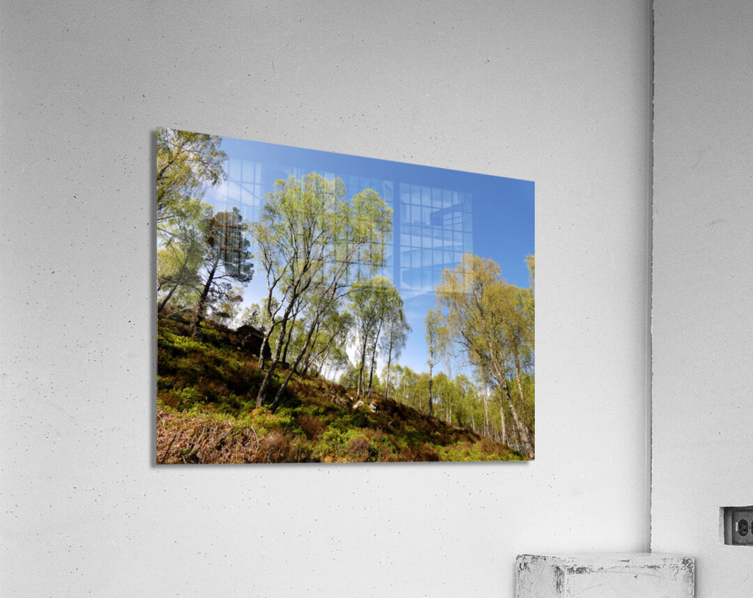  Scottish Highlands Woodland Image  Acrylic Print