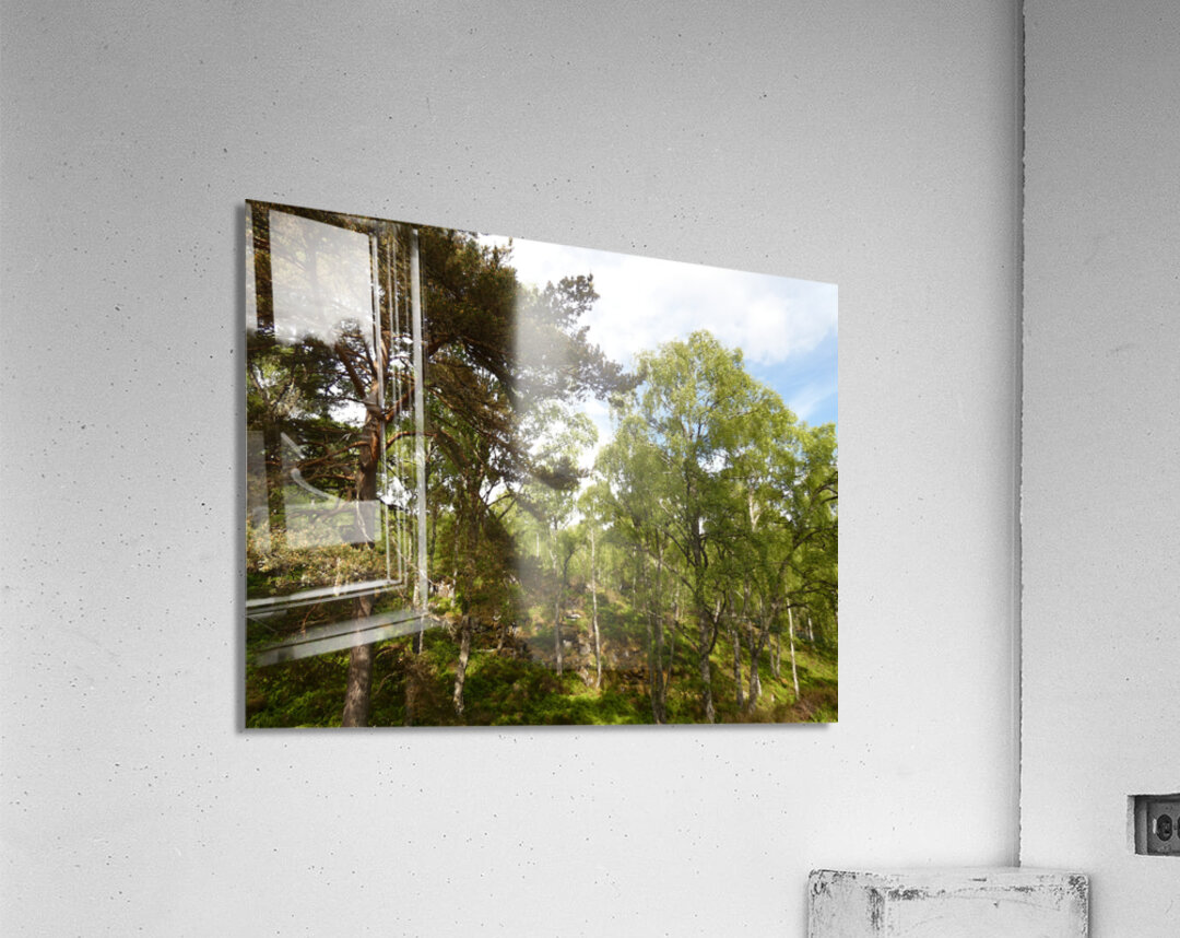 Impressionistic Scottish Highlands Forest   Acrylic Print