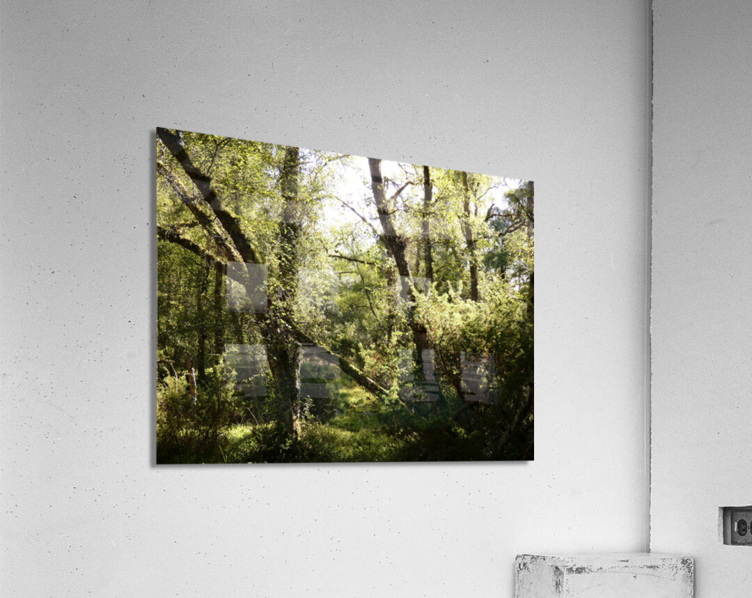 Scottish Highlands Forest Scene  Acrylic Print
