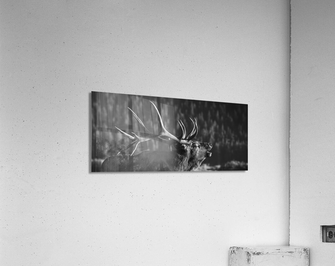 Rutting of the Elks B&W Acrylic Print