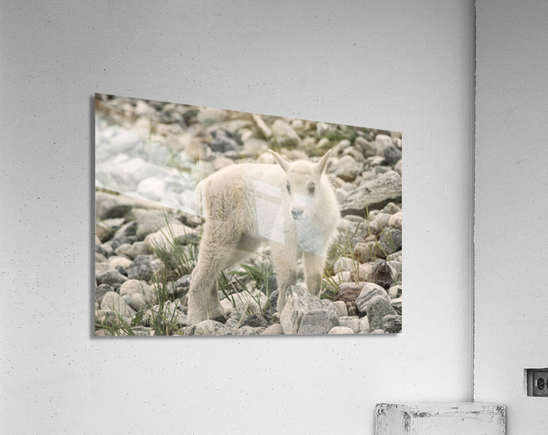 The Innocence of a Baby White Goat: Stunning Photography Acrylic Print