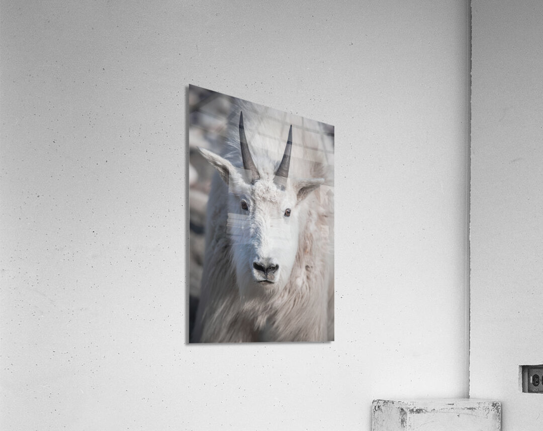 Majestic Close-Up: White Mountain Goat Portrait Acrylic Print