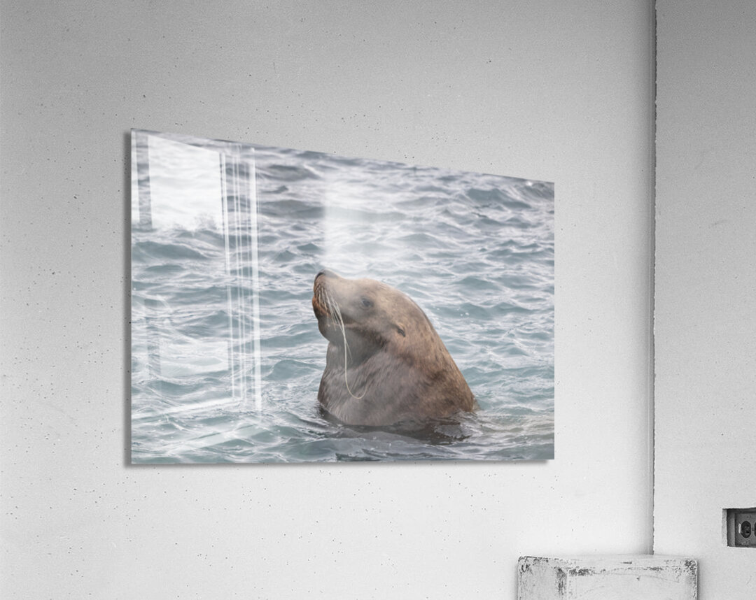 Sea Lion Mustaches: Whiskers of the Ocean Acrylic Print