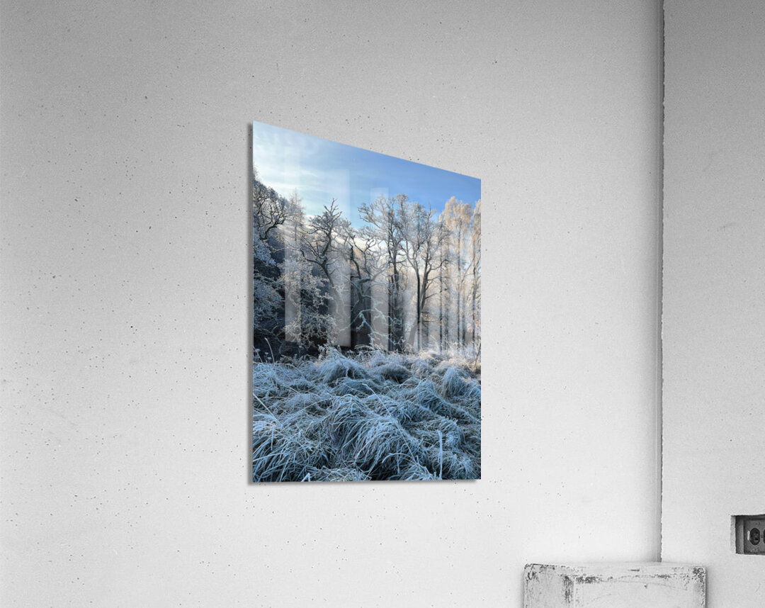Frosty Nature in the Scottish Highlands  Acrylic Print