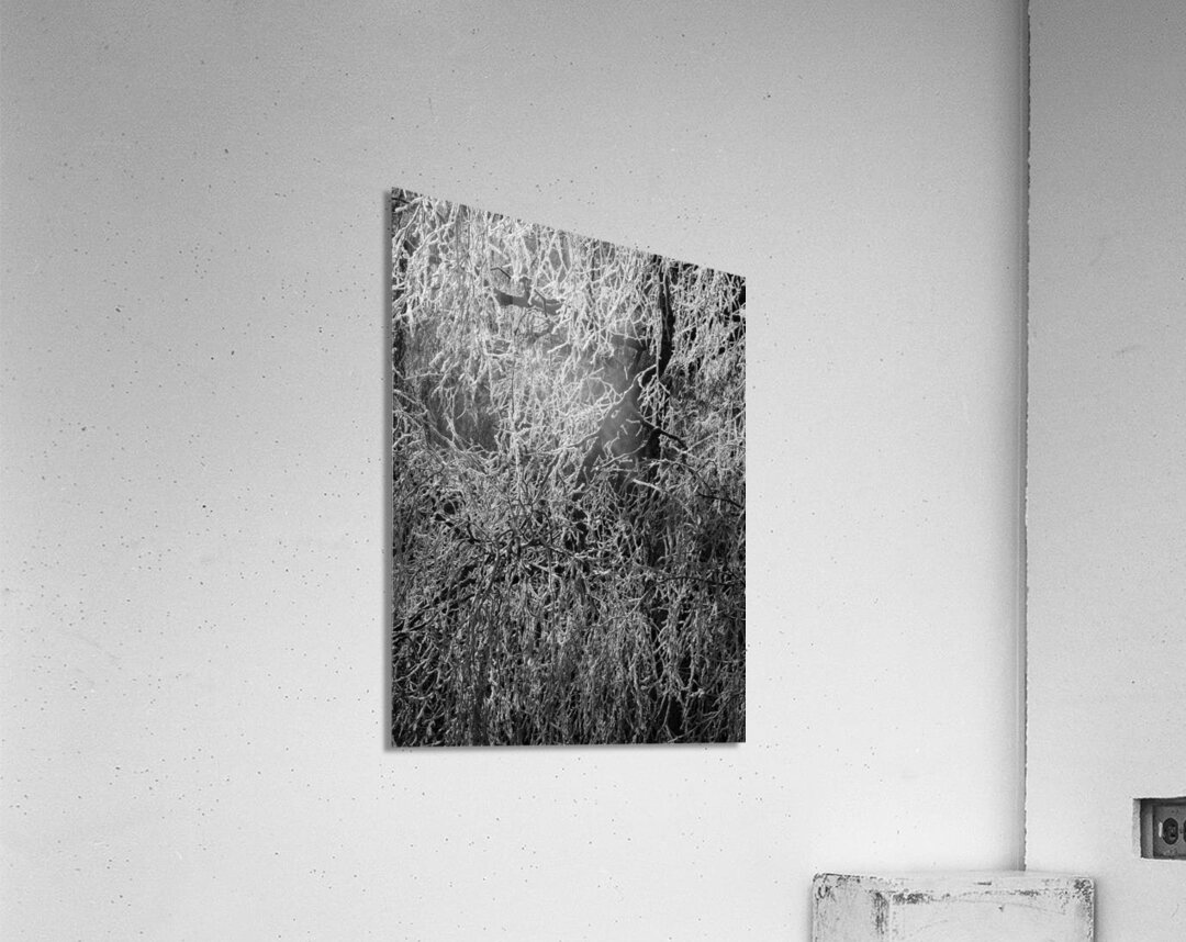 Frosty Birch Tree of the Scottish Highlands  Acrylic Print