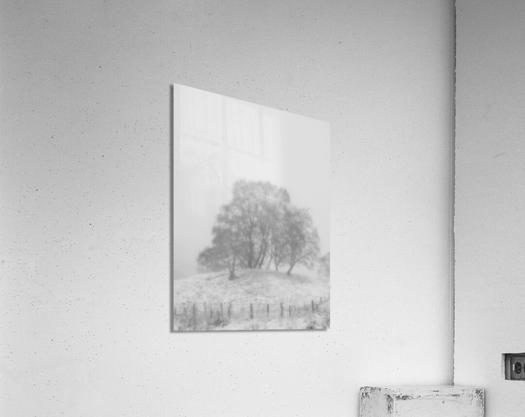 Birch Tree Winter White Out in the Scottish Highl Acrylic Print