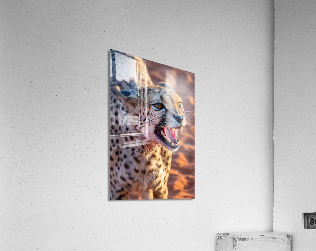 Angry cheetah portrait Namibia                           Acrylic Print