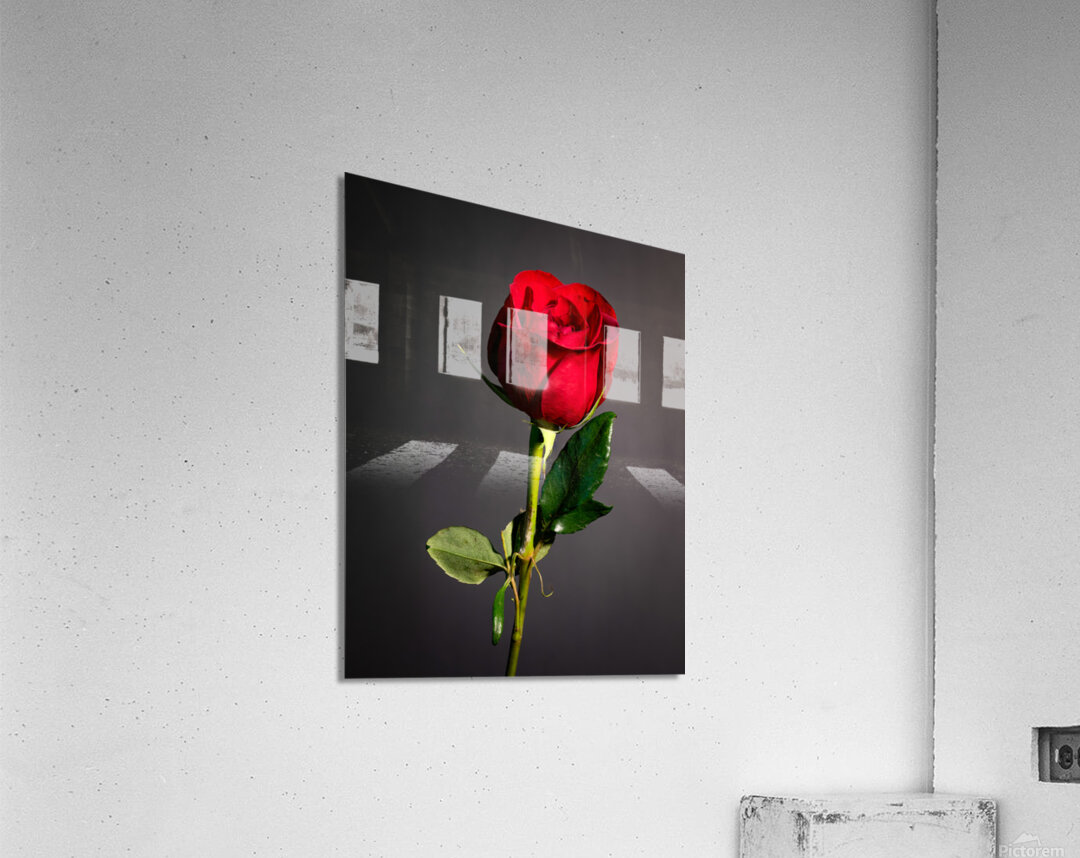 Single Red Rose Acrylic Print