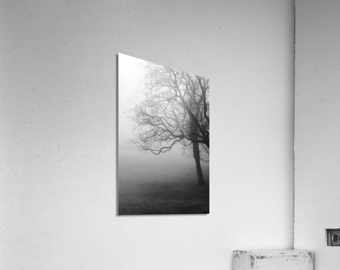 Moody black and white shot of trees in a park on a foggy morning  Acrylic Print