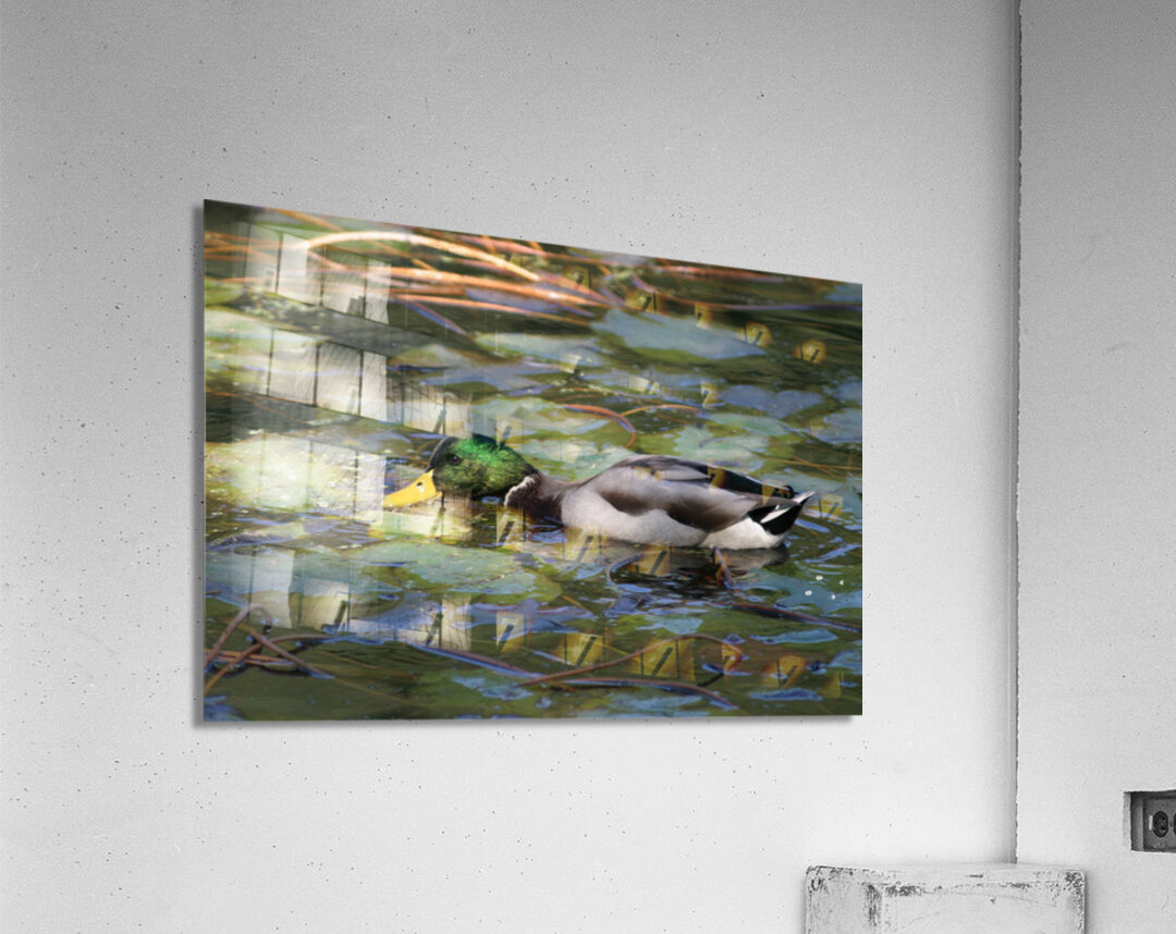EATING GRASS IN PENNSYLVANIA POND Acrylic Print